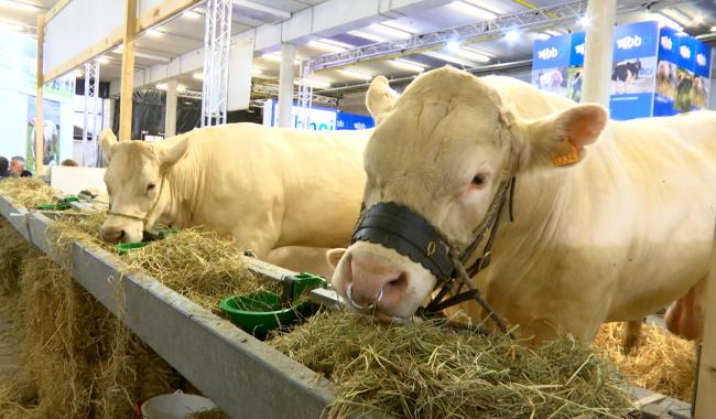 Des carolos à la foire de Libramont