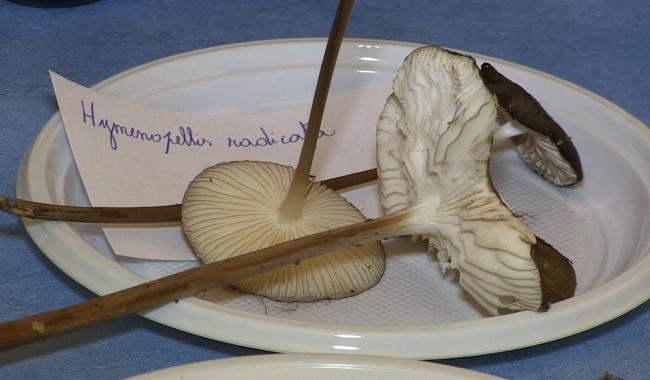 C Local : expo champignons à l'Espace Nature de la Botte du Hainaut