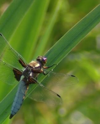 Stratégie nationale sur la biodiversité : votre avis compte