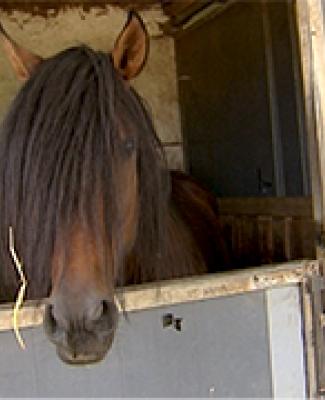 19/09/13 : LA LITIÈRE DES CHEVAUX