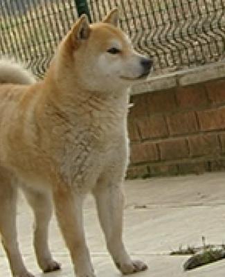 02/05/13 : PORTRAIT DU SHIBA INU