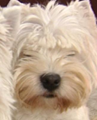 24/01/13 : PORTRAIT DU WESTIE