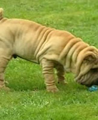 13/04/11 : LE PORTRAIT DU SHAR PEI 