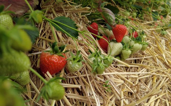 La saison des fraises démarre timidement en Belgique