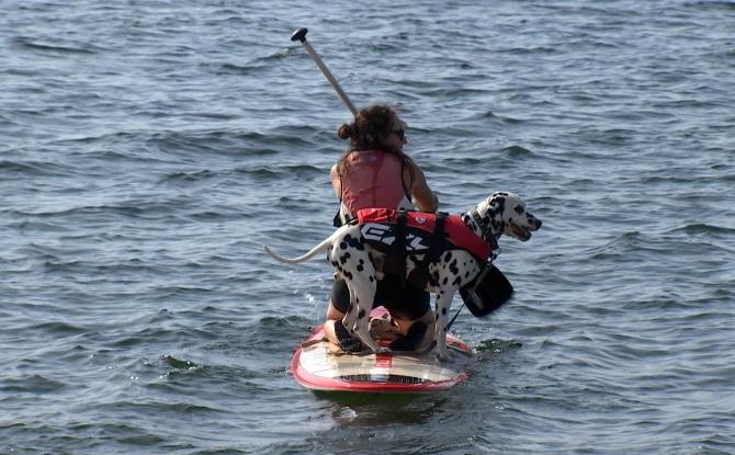 Cani-paddle, une 4e édition sous le soleil