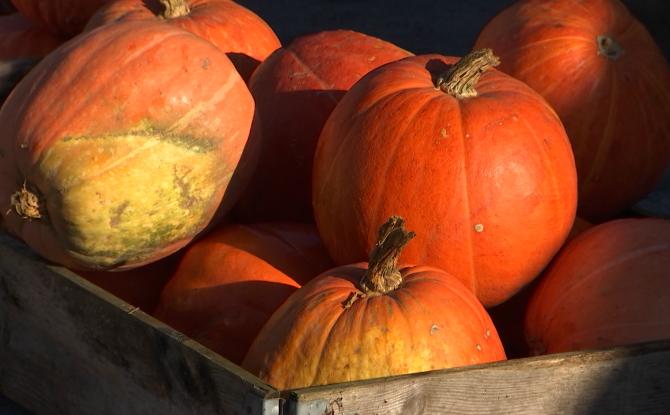 Gerpinnes : la fête du potiron souffle ses 10 bougies !