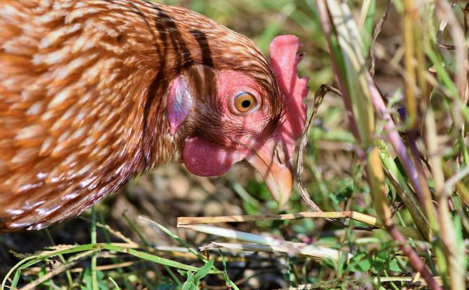 Grippe aviaire : Confinement obligatoire des volailles et oiseaux détenus par des professionnels dès ce samedi